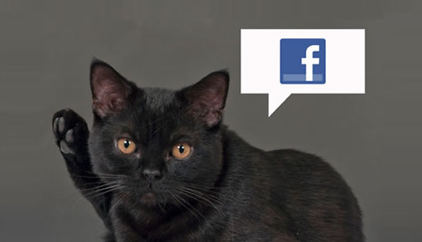 Inventia inedita care te anunta pe Facebook cand a mancat animalul tau. Cum iti poti hrani pisica sau cainele prin telefon