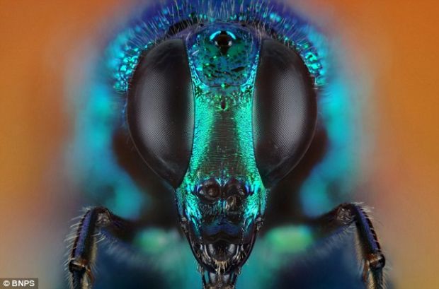 FOTO Insectele vazute de aproape. Foarte aproape
