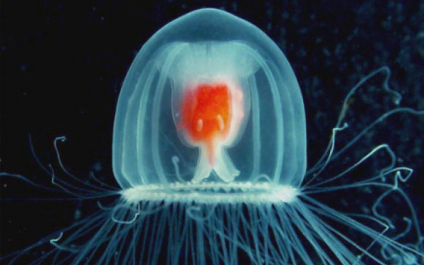 O creatura nemuritoare, descoperita de cercetatorii japonezi
