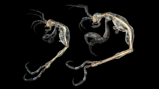 Cum arata cea mai noua specie descoperita de oamenii de stiinta pe Terra