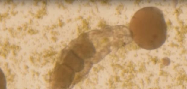 E inceputul unei noi ere? Cercetatorii japonezi au readus la viata un animal inghetat de 30 de ani