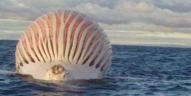 Obiect extraterestru fotografiat de un pescar pe mare: ce a descoperit cand s-a apropiat de el