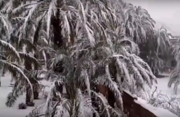 Fenomen rar intalnit! Dunele de nisip si palmierii din desert, acoperiti de zapada