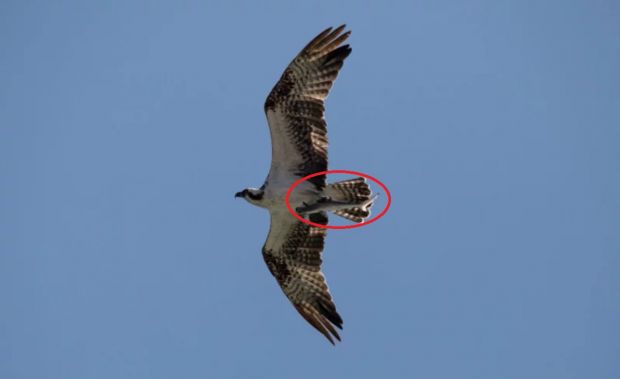Fotografie impresionanta! Detaliul uimitor surprins in acest cadru: doar daca dai zoom il observi