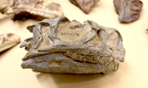 O specie de dinozaur necunoscută până acum, descoperită de cercetători. Unde se ascundeau indiciile
