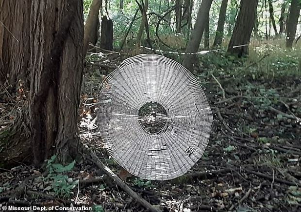 Misterul uriașei pânze de păianjen, de dimensiunea unui om. Cum a fost construită?