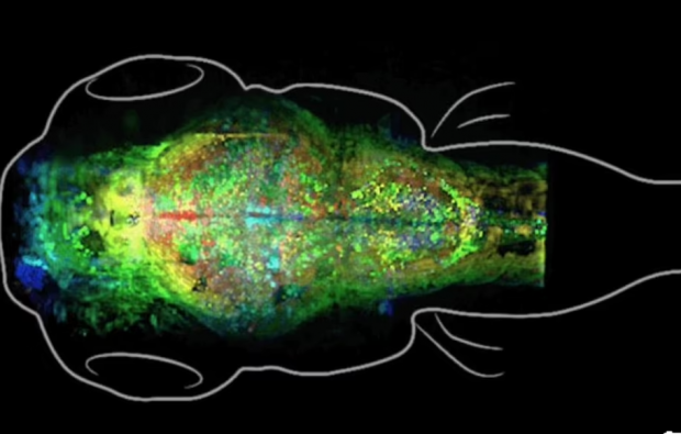 Neurologii au filmat momentul în care creierul înregistrează noi amintiri și este fascinant. VIDEO