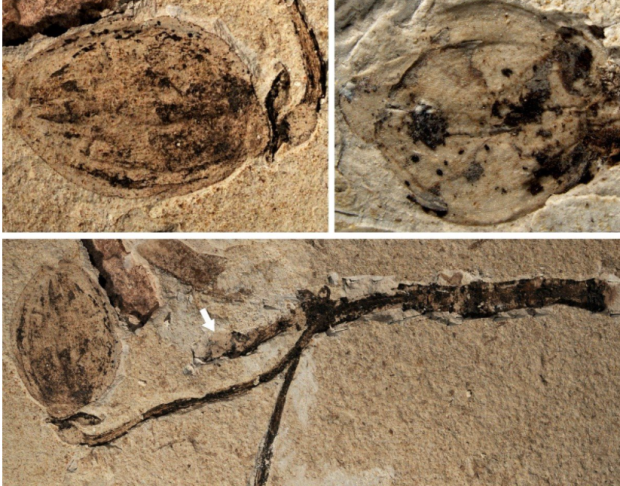 O nouă descoperire neașteptată ar putea fi răspunsul la misterul abominabil al lui Darwin