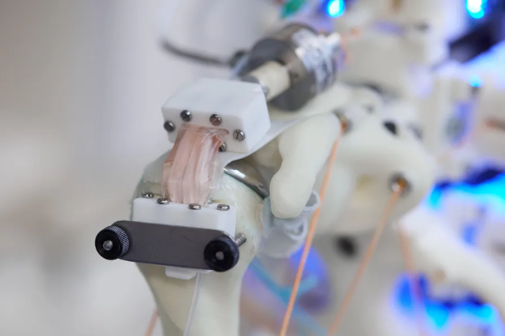 Oamenii de știință au reușit să dezvolte celule pe un schelet robotic