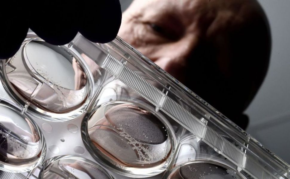Este inteligența artificială de domeniul trecutului? Oamenii de știință dezvoltă deja un nou domeniu, inteligența organoidă